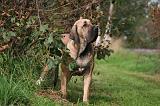 FILA BRASILEIRO 014